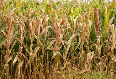 Praga do milho causa prejuízo anual de R$ 33,6 bilhões no Brasil