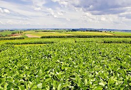 Nova soja convencional combina produtividade e controle de plantas daninhas