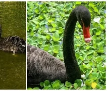 Homem furta e mata cisne negro raro de parque no Rio de Janeiro