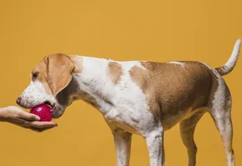 Estudo revela que donos de cães podem ter dificuldade em identificar sinais de dor nos animais