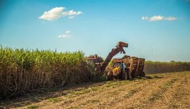 Diversificação agrícola aumenta renda anual de agricultor em quase 80%