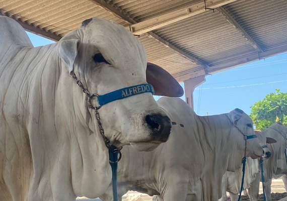 Parque da Pecuária começa a receber animais da 71ª Expoagro Alagoas