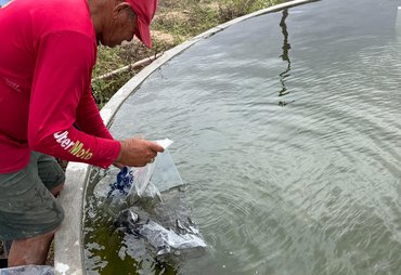 Governo de Alagoas distribui 270 mil alevinos e beneficia mais de 500 famílias em 13 municípios