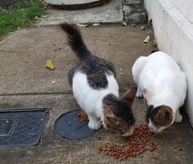 Alimentar gatos em condomínio gera condenação e indenização no DF