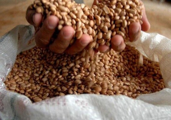 Brasil pode superar EUA e liderar exportações agrícolas globais