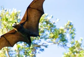 Atendimentos por contato com morcegos aumentam em Alagoas