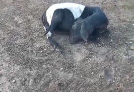 Câmera registra fuga de suposto chupa-cabra após mortes de animais em Craíbas