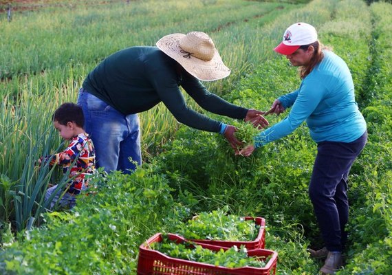 Ifal abre chamada para compras de alimentos da agricultura familiar