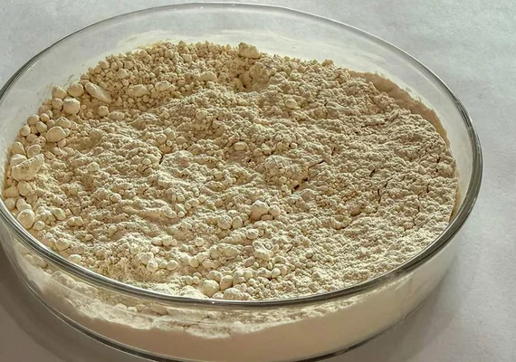 Grãos quebrados de feijão são transformados em proteína em pesquisa