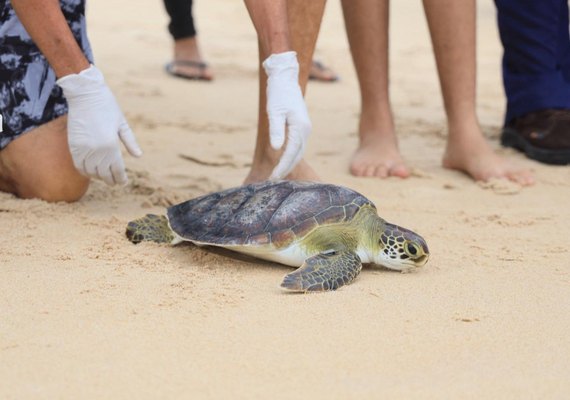 Biota, MPAL e MPF participam de soltura de tartaruga marinha em Maceió