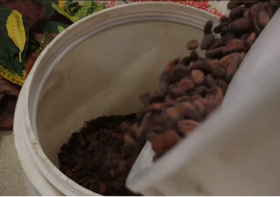 Consórcio de cacau com bananeira em Alagoas impulsiona produção sustentável e reflorestamento