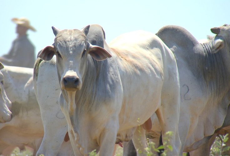 Arroba do boi gordo cai com incerteza na demanda por carne bovina