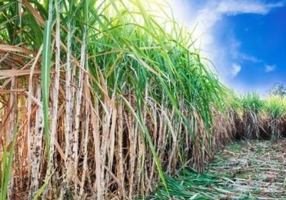 Maceió sedia o Workshop Custos de Produção Sucroenergéticos