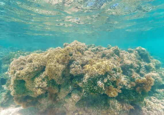 Governo lança projeto de combate ao branqueamento dos corais em Alagoas