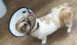 Cadela fica ferida após sofrer corte durante tosa em pet shop de Maceió