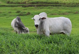 Tourama Estrelas do Norte será apresentada em Dia de Campo