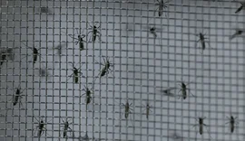 Brasil registra mais de 800 mortes por dengue em 2024