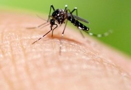 Brasil bate recorde histórico de mortes por dengue