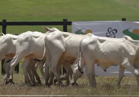 Promovido pelo agro CPMF, Leilão Nelore Positivo ocorre nesta terça (26) na Expoagro/AL