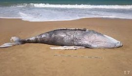 Duas baleias são encontradas mortas em praias do Litoral Sul
