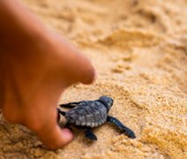 Mais de 100 tartarugas são soltas na praia de Guaxuma