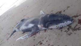 Filhote de jubarte é encontrado morto na praia de Ipioca