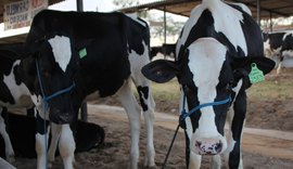 Ifal participa da 38ª Expo Bacia Leiteira com palestra e exposição em estande