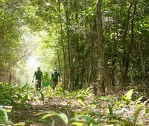 Curso gratuito oferece formação em restauração ecológica da Caatinga