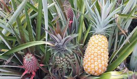 Embrapa desenvolve novas variedades de abacaxi resistentes à fusariose