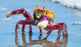 Defeso do caranguejo-uçá começa em Alagoas; captura e venda estão proibidas até abril