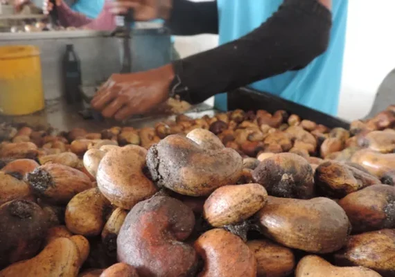 Cooperativa se torna referência mundial na produção sustentável de castanhas