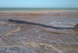 Baleia é encontrada encalhada na praia do Carro Quebrado