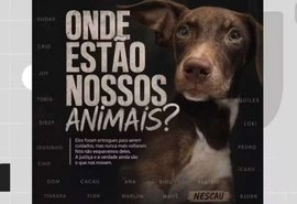 22 cães desaparecem após serem levados para abrigo em Pernambuco