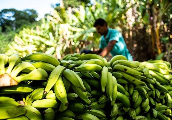 Projeto de fruticultura vai gerar cerca de 900 empregos no Sertão Alagoano
