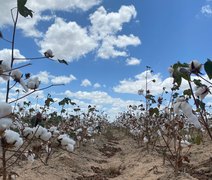 Dia de Campo promove cultura do algodão no Agreste de Alagoas