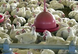 Governo confirma 1º foco de gripe aviária em granja comercial no Brasil