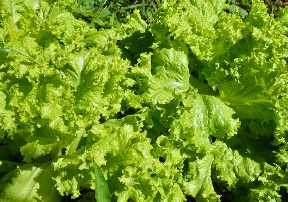 Projeto da UFF fortalece produção agroecológica