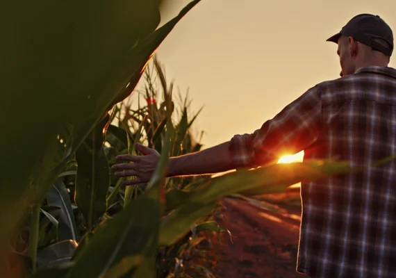 Cooperativas aumentam participação no financiamento de crédito rural