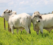 Animais da raça Brahman possuem maior ganho de peso e precocidade sexual