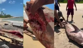 Tubarão-tigre de mais de 2 metros é capturado no litoral de Coruripe