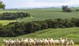 Produção Agropecuária pode custar R$ 1 trilhão neste ano