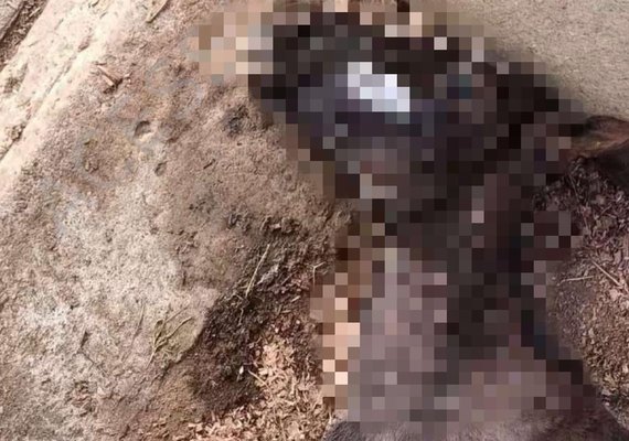 MP denuncia empresa e sócios por mortes de dezenas de cavalos em Atalaia