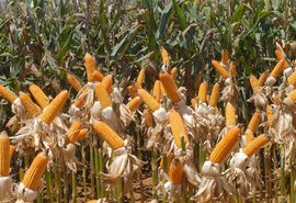 Alagoas tem o maior crescimento na produção de grãos do país