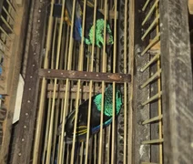 Homem é preso no Aeroporto Zumbi dos Palmares com 42 aves escondidas em mala