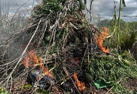 Operação policial destrói quase 3 mil pés de maconha no interior de Alagoas