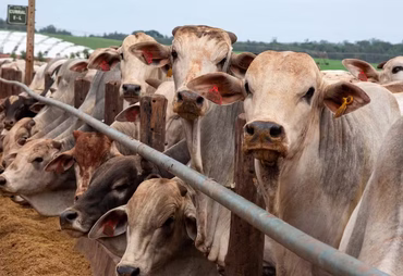 Abates de bovinos devem cair para 40 milhões de cabeças em 2026, diz Abiec