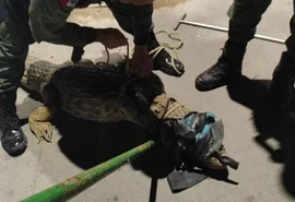 Populares encontram jacaré de grande porte circulando pelas ruas do Pontal da Barra, em Maceió