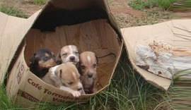 Decisão do STF obriga cidades a proteger cães e gatos abandonados em SP