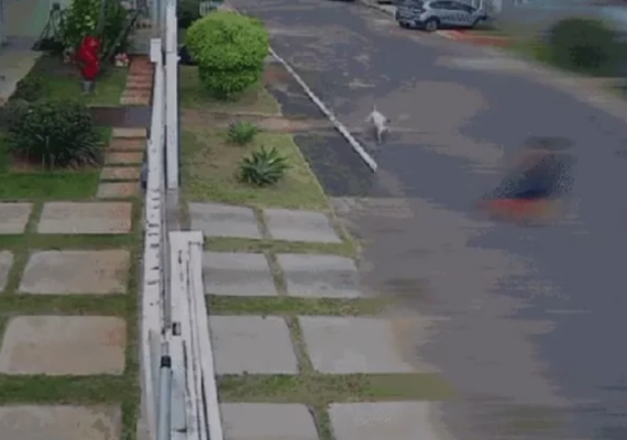 VÍDEO: pitbull escapa de casa e ataca mulher e crianças no DF
