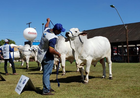 Temporada de remates da Expoagro/AL será ainda maior em 2022